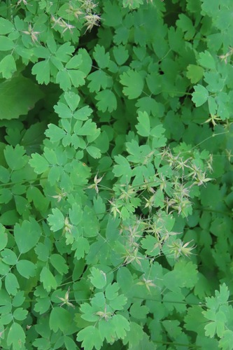 Thalictrum occidentale, photograph 5