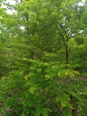 Terminalia leiocarpa image