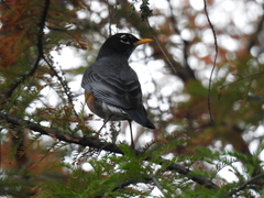 Turdus migratorius