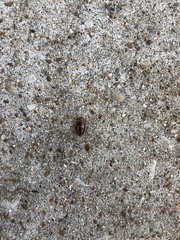 Pycnoscelus surinamensis