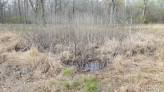 Aedes canadensis