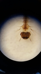 Aedes canadensis