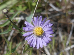 Symphyotrichum lentum