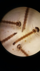 Aedes canadensis