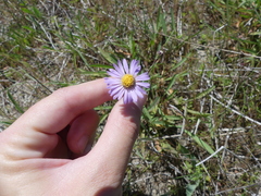 Symphyotrichum lentum