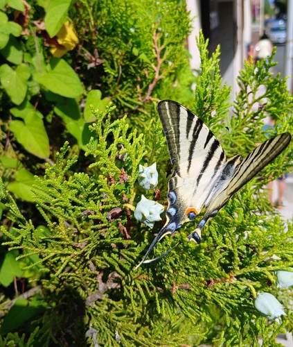 Scarce Swallowtail