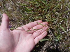Symphyotrichum lentum