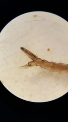 Aedes canadensis