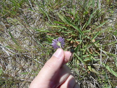 Symphyotrichum lentum