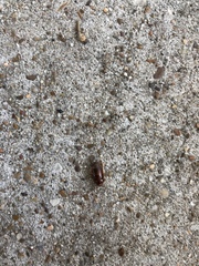 Pycnoscelus surinamensis