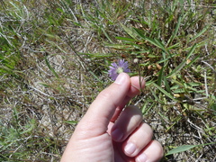 Symphyotrichum lentum