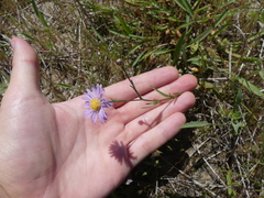 Symphyotrichum lentum
