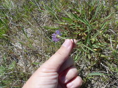 Symphyotrichum lentum