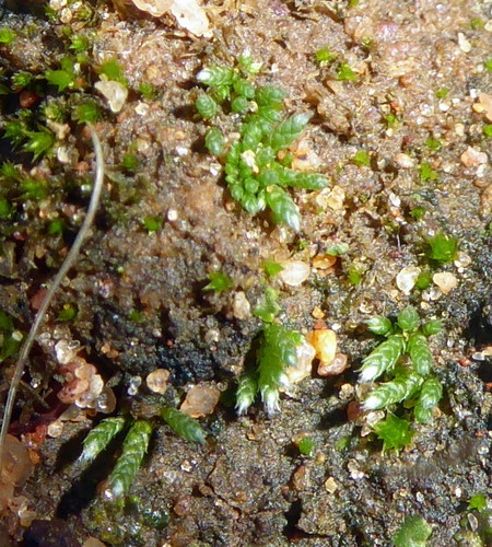 Bryum argenteum image