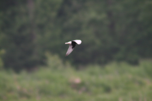 iNaturalist image