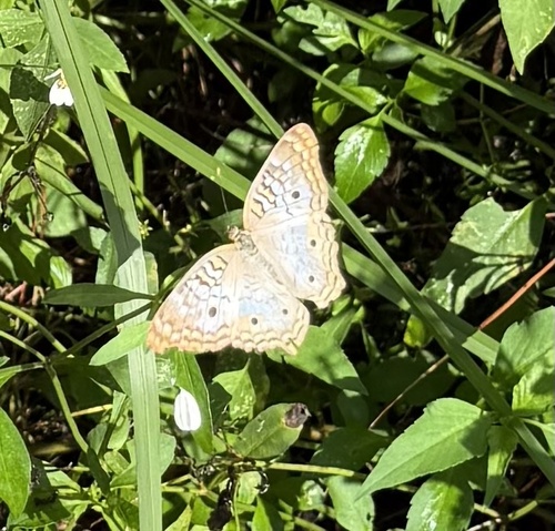 White Peacock