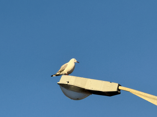 iNaturalist image