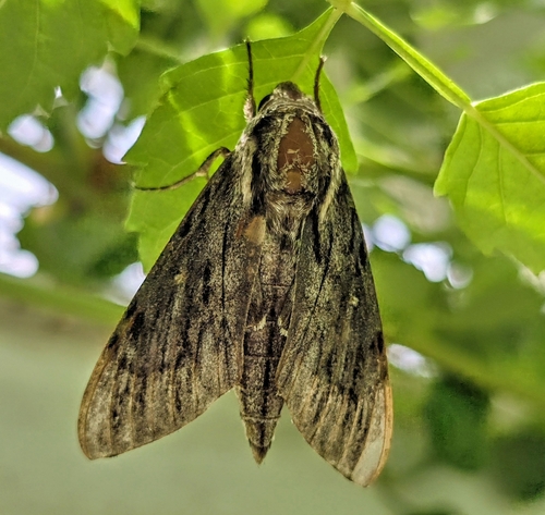 Trumpet Vine Sphinx photo 6