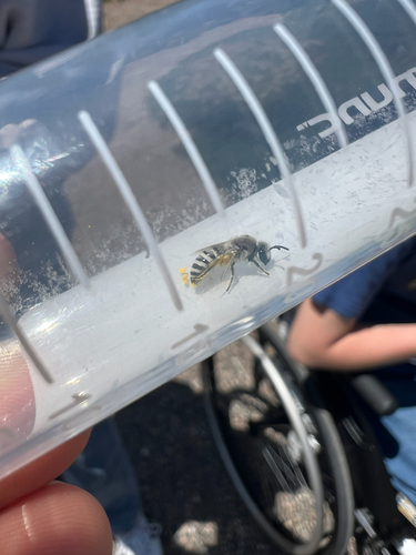 Tansy Mustard Sweat Bee