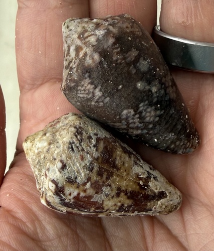 Conus regius observed 2026-07-24