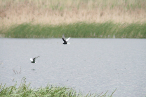 iNaturalist image