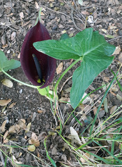 Arum palaestinum