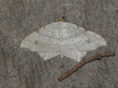 Macaria aequiferaria