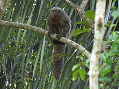 Pithecia chrysocephala