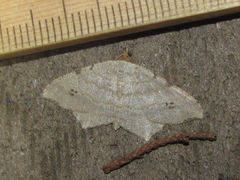 Macaria aequiferaria