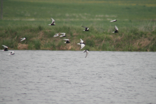 iNaturalist image
