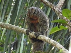 Pithecia chrysocephala