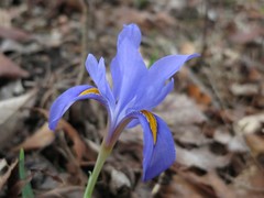 Iris verna