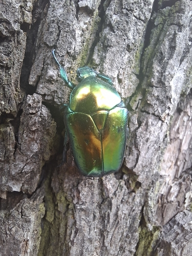 Big Rose-chafer
