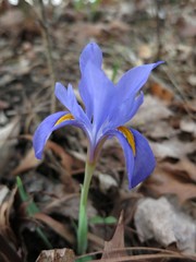 Iris verna