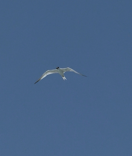 iNaturalist image