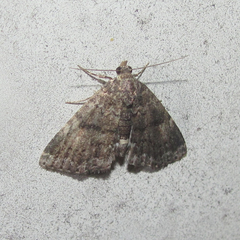 Metalectra miserulata