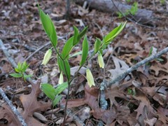Uvularia puberula