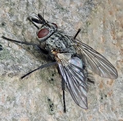 Triarthria setipennis