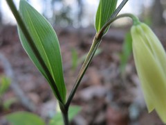 Uvularia puberula