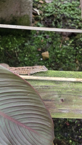 Brown Anole