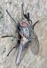 Triarthria setipennis