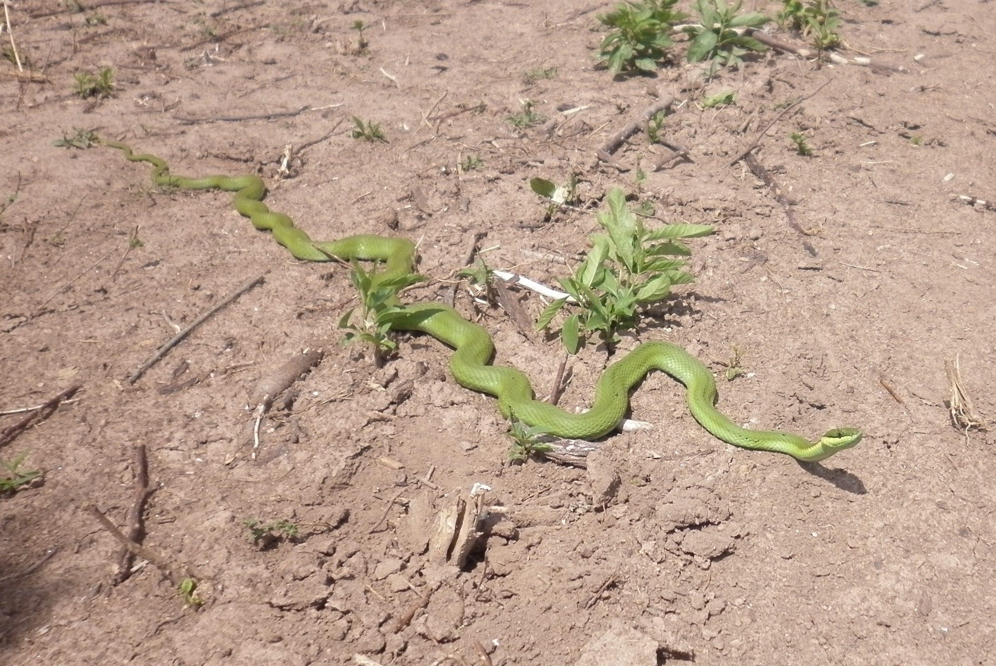 Lichtenstein's Green Racer (Philodryas olfersii) · iNaturalist