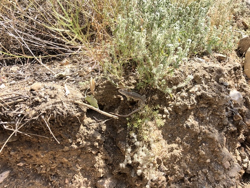 iNaturalist observation photo of Desert Iguana