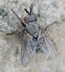 Triarthria setipennis