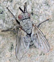 Triarthria setipennis