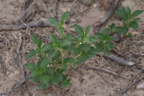 Yuma Silverbush