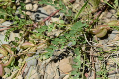 Astragalus distortus engelmannii