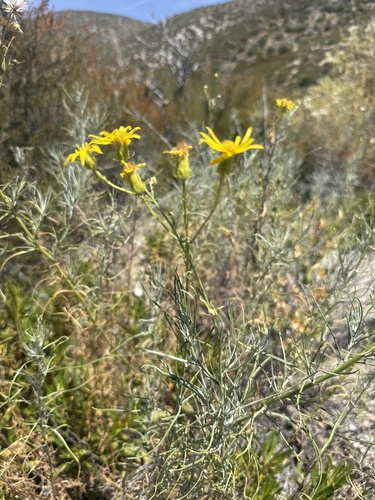 threadleaf groundsel