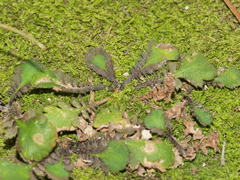 Leptinella squalida squalida