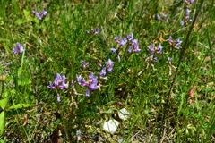Astragalus distortus engelmannii